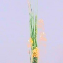 Дневная батарея салютов МДП40 (4/1) 1,2" 25 S GREEN SMOKE TAIL W WISTLE W TIT
