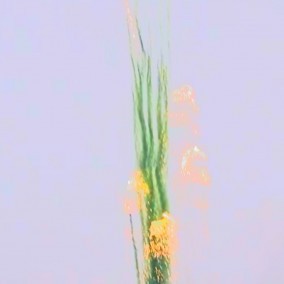 Дневная батарея салютов МДП40 (4/1) 1,2" 25 S GREEN SMOKE TAIL W WISTLE W TIT